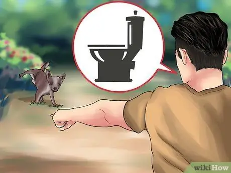 Приучить чихуахуа к горшку Шаг 6