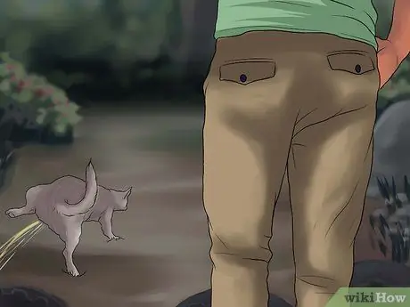 Приучить чихуахуа к горшку Шаг 7