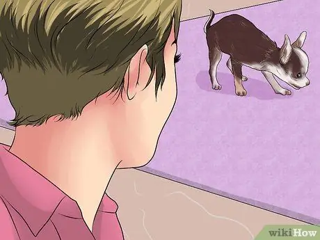 Приучить чихуахуа к горшку Шаг 8