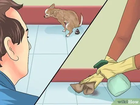 Приучить чихуахуа к горшку Шаг 9