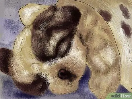 Позаботьтесь о щенках из чашки, шаг 2