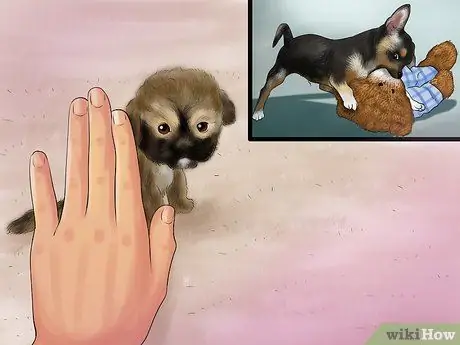 Позаботьтесь о щенках из чашки, шаг 4