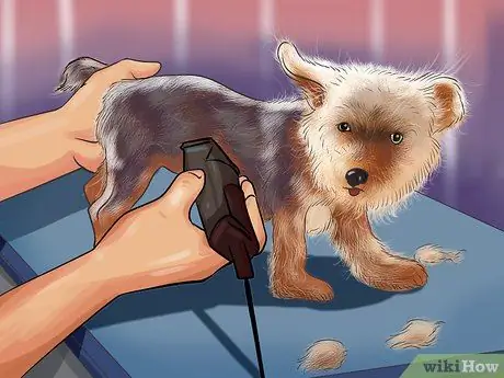 Позаботьтесь о щенках из чашки, шаг 5