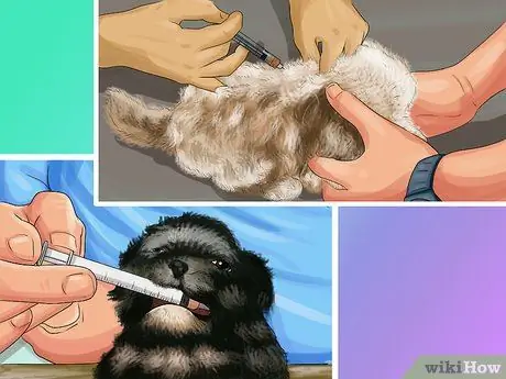 Позаботьтесь о щенках из чашки, шаг 6