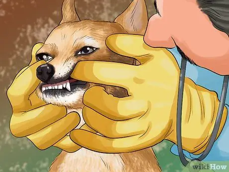 Позаботьтесь о щенках из чашки, шаг 7