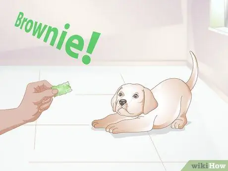 Познакомьтесь со своим щенком Шаг 6