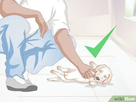 Познакомьтесь со своим щенком Шаг 7