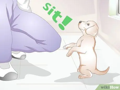 Познакомьтесь со своим щенком Шаг 8