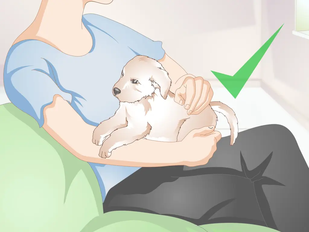 Как узнать своего щенка: 11 шагов (с изображениями)