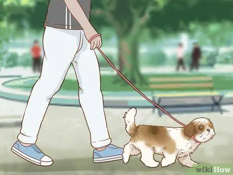 Уход за щенком ши-тцу Шаг 11