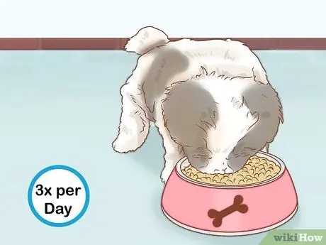 Уход за щенком ши-тцу Шаг 13