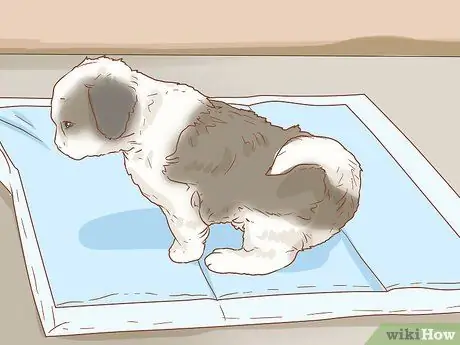 Уход за щенком ши-тцу Шаг 9