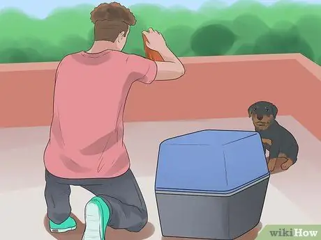 Уход за щенком ротвейлера Шаг 9