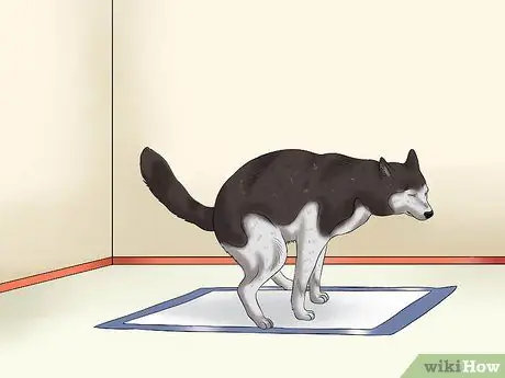 Используйте подушечки для щенков и приучение к горшку вместе Шаг 12