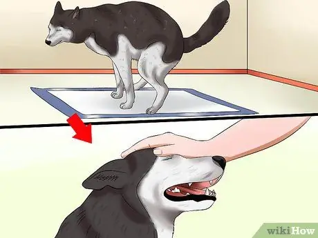 Совместное использование подушечек для щенков и приучение к горшку Шаг 15