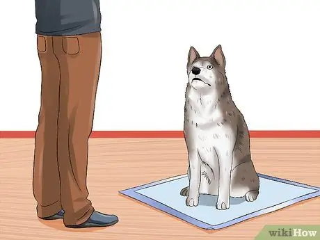 Совместное использование подушечек для щенков и приучение к горшку Шаг 3