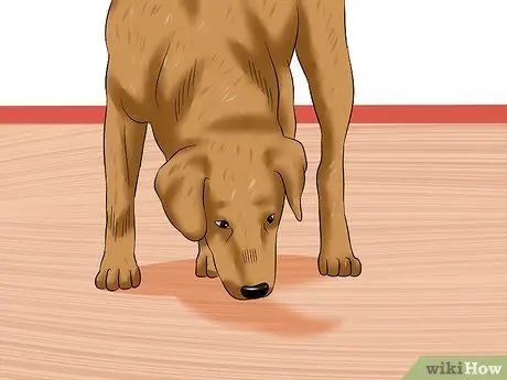 Совместное использование подушечек для щенков и приучение к горшку Шаг 5