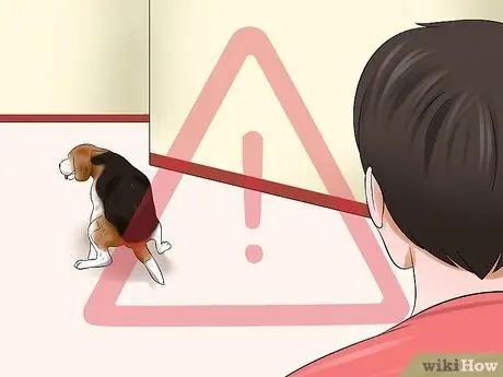 Совместное использование подушечек для щенков и приучение к горшку Шаг 6