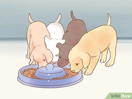 Разлучение щенков с матерью Шаг 10