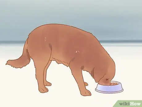 Разлучение щенков с матерью Шаг 11