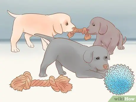 Разлучение щенков с матерью Шаг 13