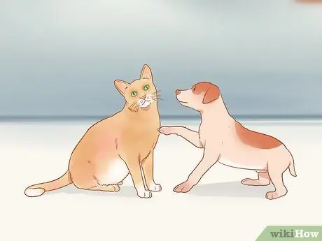 Разлучение щенков с матерью Шаг 14