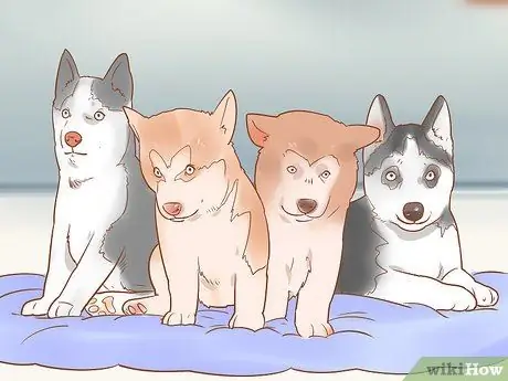 Разлучение щенков с матерью Шаг 15