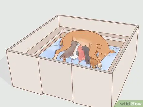 Разлучение щенков с их матерью Шаг 2