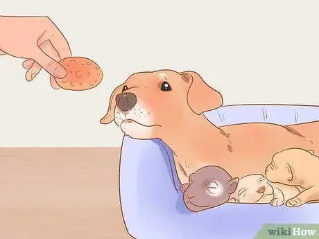 Разлучение щенков с их матерью Шаг 3