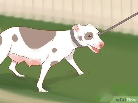 Разлучение щенков с матерью Шаг 4