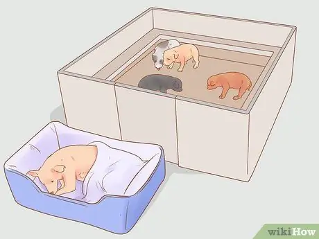 Разлучение щенков с матерью Шаг 5