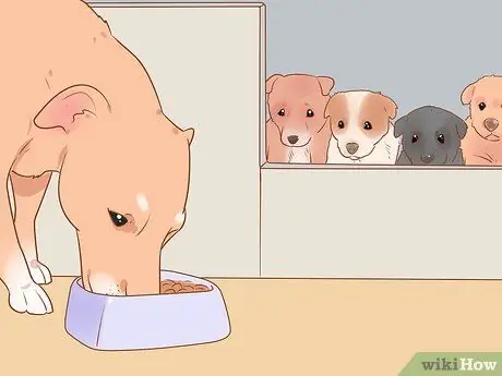 Разлучение щенков с их матерью Шаг 6