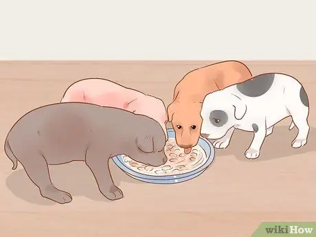 Разлучение щенков с матерью Шаг 8