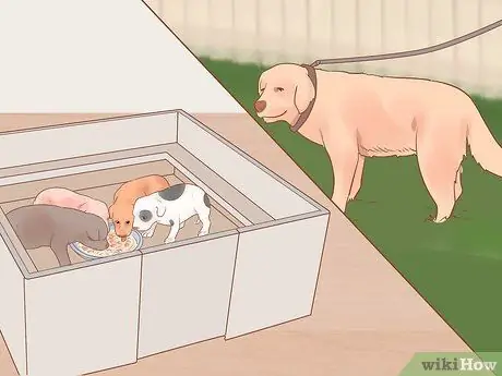 Разлучение щенков с матерью Шаг 9