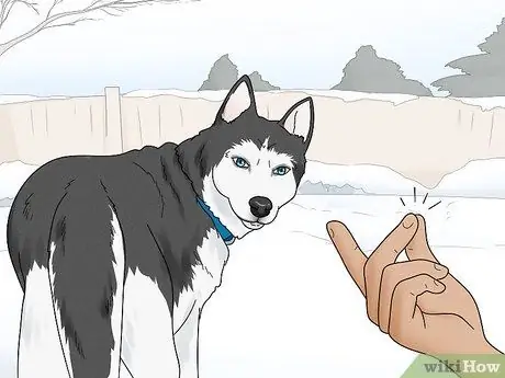 Не позволяйте собакам лаять на людей Шаг 13