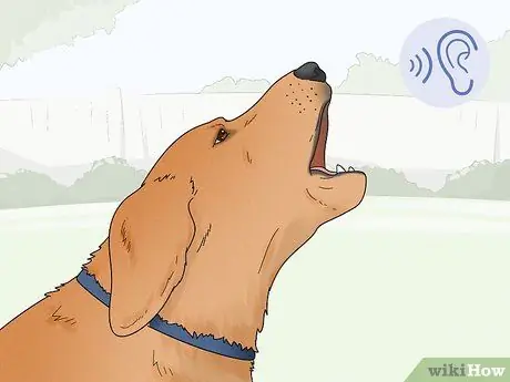 Не дать собакам лаять на людей Шаг 3