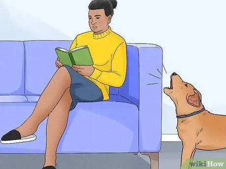 Не дать собакам лаять на людей Шаг 4