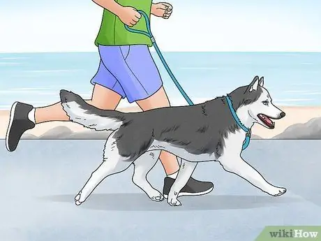 Не дать собакам лаять на людей Шаг 9