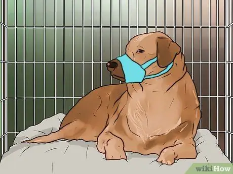 Не позволяйте собаке лаять на незнакомцев Шаг 10