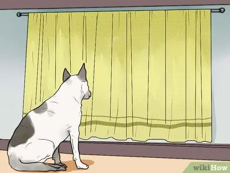 Не позволяйте собаке лаять на незнакомцев, шаг 4