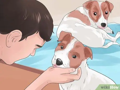 Прекратить вой собак Шаг 10