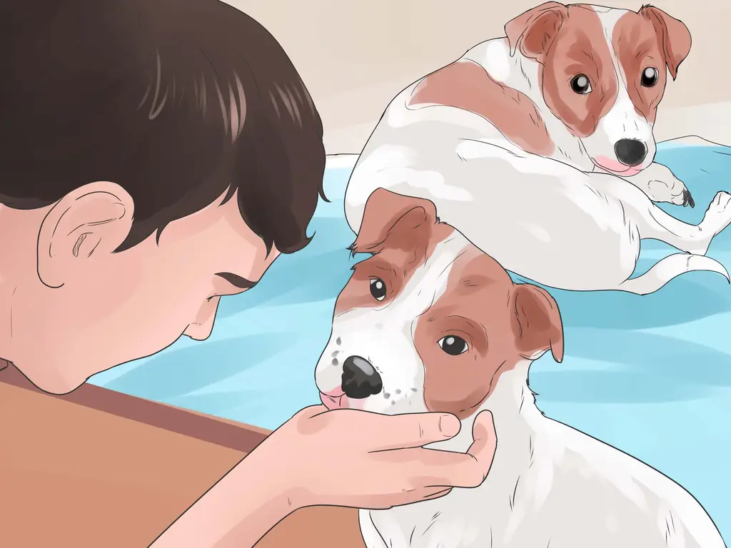 3 способа остановить вой собак