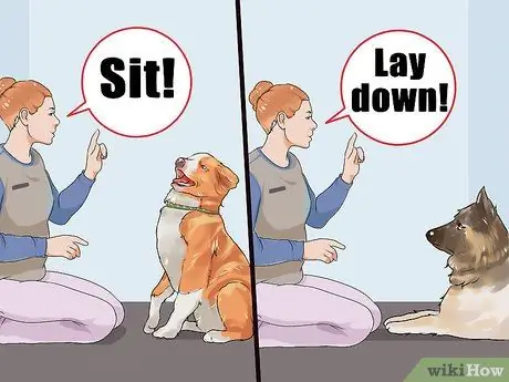 Не позволяйте новой собаке лаять на ваших соседей Шаг 5