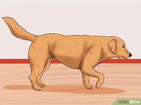 Сообщить о чрезмерном лай собаке Шаг 10