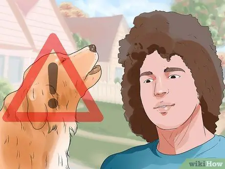 Заставить золотистого ретривера перестать лаять Шаг 1