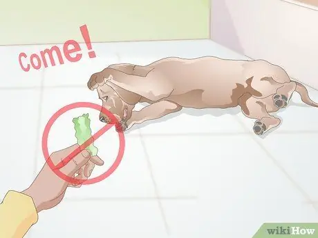 Научите свою старшую собаку основным командам, шаг 11