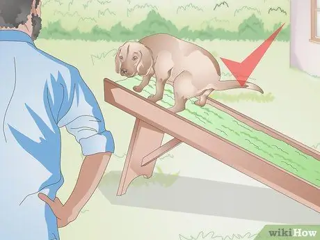 Научите свою старшую собаку основным командам, шаг 4