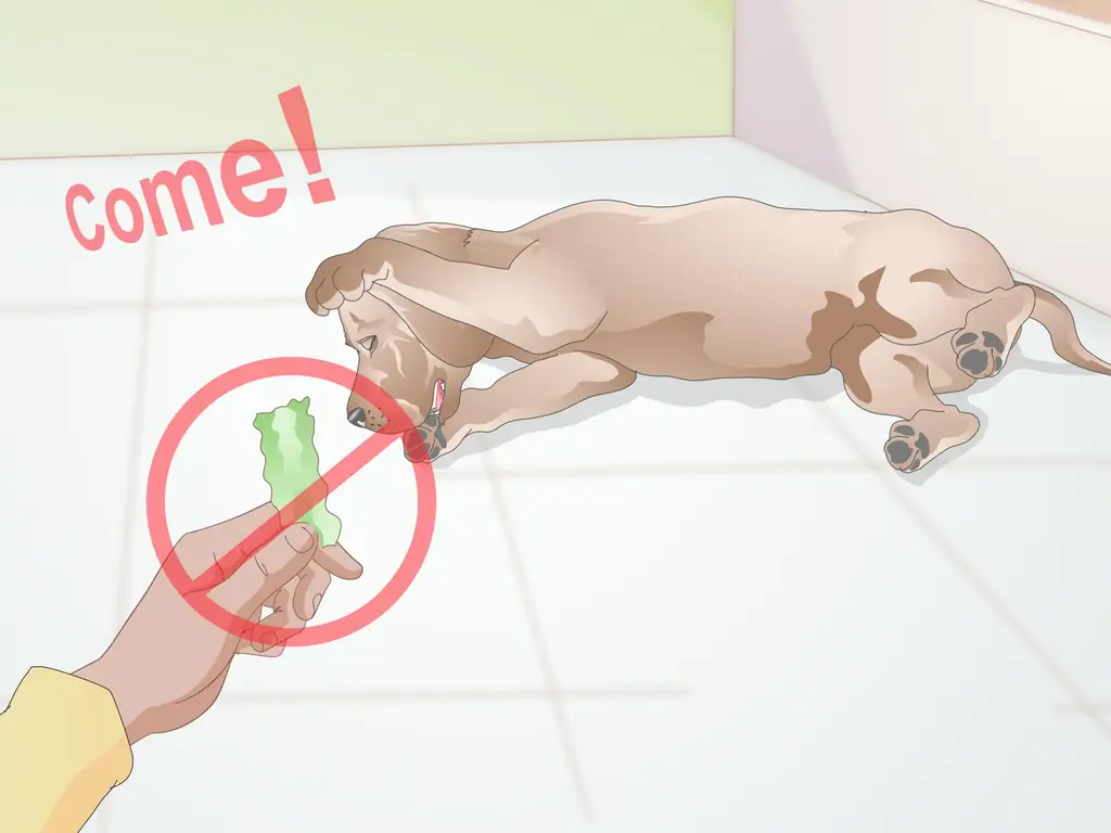 3 способа научить старшую собаку основным командам