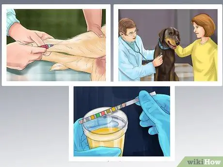 Уменьшить вой у пожилых собак Шаг 1