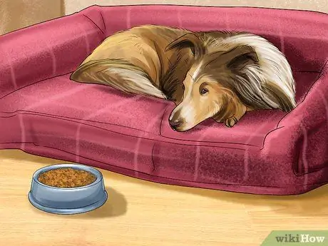 Уменьшить вой у пожилых собак Шаг 10